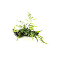 Produktbild von Dennerle Bolbitis heudelotii Lebende Pflanze auf Naturholz 16 x 8 x 10 cm