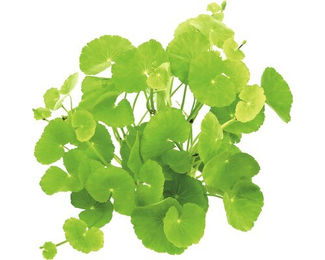 Dennerle Brasilianischer Wassernabel Hydrocotyle leucocephala lebende Pflanze im Topf – Bild 1 von 3