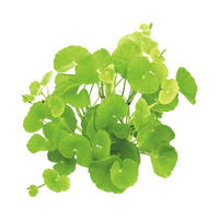 Produktbild von Dennerle Brasilianischer Wassernabel Hydrocotyle leucocephala lebende Pflanze im Topf
