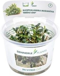 Dennerle Bucephalandra micrantha Needle Leaf In-Vitro Pflanze im Cup – Bild 1 von 5