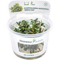 Produktbild von Dennerle Bucephalandra micrantha Needle Leaf In-Vitro Pflanze im Cup