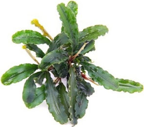 Dennerle Bucephalandra pygmaea Bukit Kelam Aquarienpflanze im Topf – Bild 1 von 2