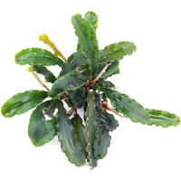 Produktbild von Dennerle Bucephalandra pygmaea Bukit Kelam Aquarienpflanze im Topf