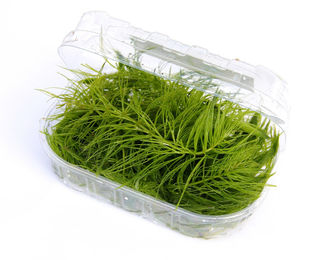 Produktbild von Dennerle Ceratophyllum demersum Portion lebende Süßwasserpflanze Grün