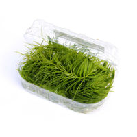 Produktbild von Dennerle Ceratophyllum demersum Portion lebende Süßwasserpflanze Grün