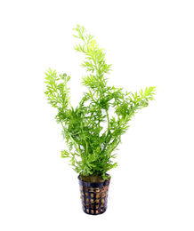 Produktbild von Dennerle Ceratopteris thalictroides Wasserpflanze im Topf