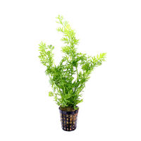 Produktbild von Dennerle Ceratopteris thalictroides Wasserpflanze im Topf