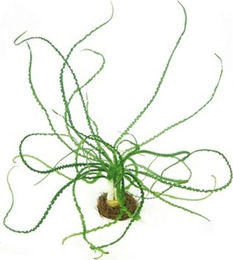 Dennerle Crinum calamistratum Aquarienpflanze im Topf – Bild 1 von 2