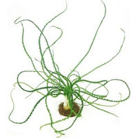 Produktbild von Dennerle Crinum calamistratum Aquarienpflanze im Topf
