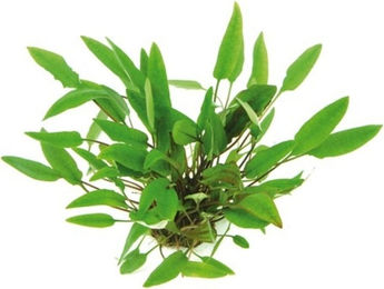 Produktbild von Dennerle Cryptocoryne affinis Lebende Aquarienpflanze Grün 1 Stück
