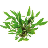 Produktbild von Dennerle Cryptocoryne affinis Lebende Aquarienpflanze Grün 1 Stück