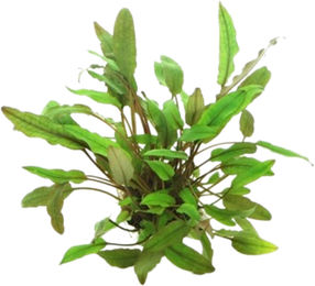 Dennerle Cryptocoryne beckettii Lebende Aquarienpflanze 1 Stück – Bild 1 von 3