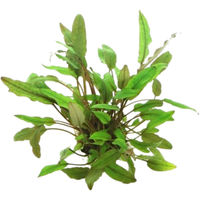 Produktbild von Dennerle Cryptocoryne beckettii Lebende Aquarienpflanze 1 Stück