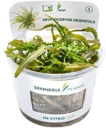Dennerle Cryptocoryne crispatula In-Vitro Wasserpflanze Grün – Bild 1 von 5