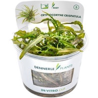 Produktbild von Dennerle Cryptocoryne crispatula In-Vitro Wasserpflanze Grün