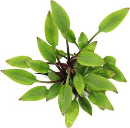 Dennerle Cryptocoryne lutea Hobbit Aquarienpflanze im Topf – Bild 1 von 5