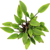 Produktbild von Dennerle Cryptocoryne lutea Hobbit Aquarienpflanze im Topf