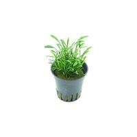 Produktbild von Dennerle Cryptocoryne parva lebende Aquarienpflanze im Kunststofftopf