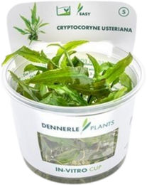 Dennerle Cryptocoryne usteriana Aquarienpflanze In-Vitro – Bild 1 von 5