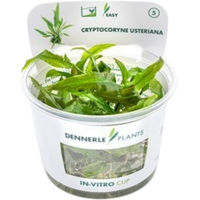 Produktbild von Dennerle Cryptocoryne usteriana Aquarienpflanze In-Vitro