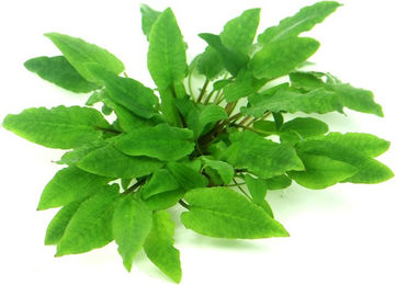 Dennerle Cryptocoryne wendtii Broad Leaf In-Vitro Aquarienpflanze - 1 Stk. – Bild 1 von 2