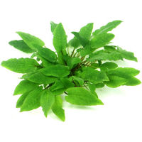 Produktbild von Dennerle Cryptocoryne wendtii Broad Leaf In-Vitro Aquarienpflanze - 1 Stk.