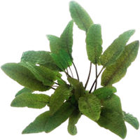 Produktbild von Dennerle Cryptocoryne wendtii Brown Aquarienpflanze im Topf