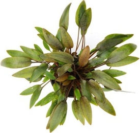 Dennerle Cryptocoryne wendtii Compact Aquarienpflanze Grün 1 Stück – Bild 1 von 3