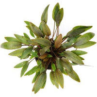 Produktbild von Dennerle Cryptocoryne wendtii Compact Aquarienpflanze Grün 1 Stück
