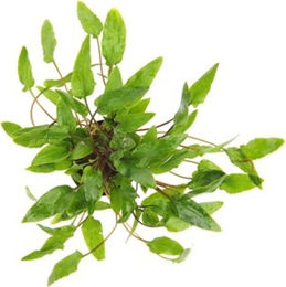 Dennerle Cryptocoryne wendtii Green Aquarienpflanze im Topf – Bild 1 von 5