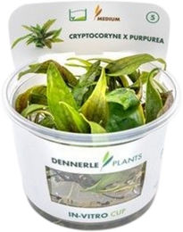 Dennerle Cryptocoryne x purpurea In-Vitro Wasserpflanze Lila Grün Cup – Bild 1 von 5