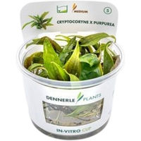 Produktbild von Dennerle Cryptocoryne x purpurea In-Vitro Wasserpflanze Lila Grün Cup