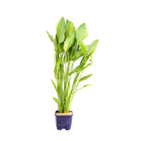 Produktbild von Dennerle Echinodorus argentinensis Aquarienpflanze im Topf XL
