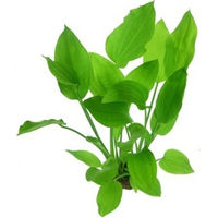 Produktbild von Dennerle Echinodorus argentinensis Lebende Aquarienpflanze im Topf
