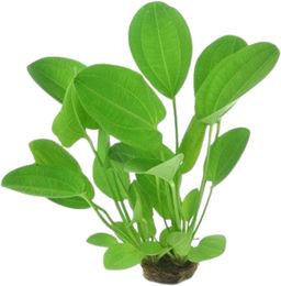 Produktbild von Dennerle Echinodorus cordifolius Harbich Red Lebende Aquarienpflanze 1 Stück