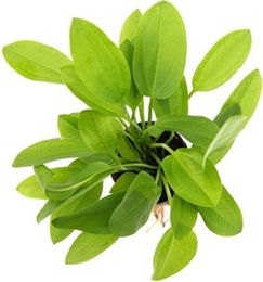 Dennerle Echinodorus cordifolius Mini Lebende Aquarienpflanze 1 Stück – Bild 1 von 2