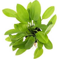 Produktbild von Dennerle Echinodorus cordifolius Mini Lebende Aquarienpflanze 1 Stück