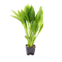 Produktbild von Dennerle Echinodorus grisebachii Bleherae Aquarienpflanze im XL Topf