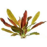 Produktbild von Dennerle Echinodorus Red Chameleon Lebende Aquarienpflanze Rot 1 Stück