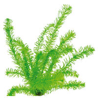 Produktbild von Dennerle Egeria densa tropische Art Wasserpflanze im Topf