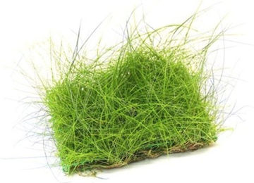 Dennerle Eleocharis acicularis Pflanzenpad lebende Aquarienpflanze grün – Bild 1 von 2