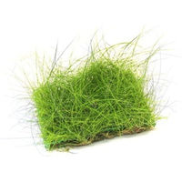 Produktbild von Dennerle Eleocharis acicularis Pflanzenpad lebende Aquarienpflanze grün