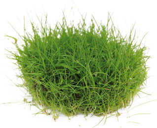 Dennerle Eleocharis pusilla In-Vitro Wasserpflanze Grün – Bild 1 von 2
