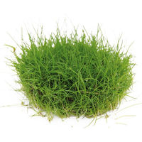 Produktbild von Dennerle Eleocharis pusilla In-Vitro Wasserpflanze Grün