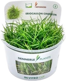Dennerle Eriocaulon cinereum In-Vitro Aquarienpflanze in der Schale – Bild 1 von 4