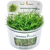 Produktbild von Dennerle Eriocaulon cinereum In-Vitro Aquarienpflanze in der Schale