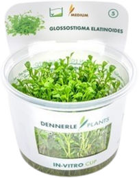 Dennerle Glossostigma elatinoides Aquarienpflanze In-Vitro 1 Stück – Bild 1 von 5