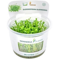 Produktbild von Dennerle Glossostigma elatinoides Aquarienpflanze In-Vitro 1 Stück