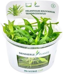 Dennerle Helanthium bolivianum Quadricostatus Aquarienpflanze Grün – Bild 1 von 5