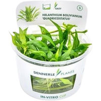Produktbild von Dennerle Helanthium bolivianum Quadricostatus Aquarienpflanze Grün